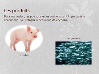 Les produits
Dans ma région, les poissons et les cochons sont importants à
l’économie. La Bretagne a beaucoup de cochons.
Le cochon
Les poissons