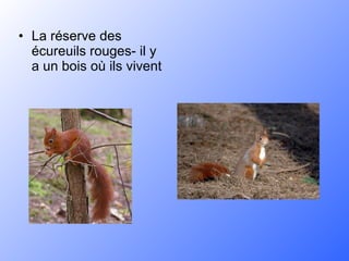 La réserve des écureuils rouges- il y a un bois où ils vivent  
