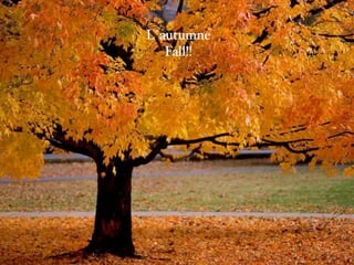 L´autumne
   Fall!!
 