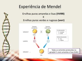 Experiência de Mendel
Ervilhas puras amarelas e lisas (VVRR)
X
Ervilhas puras verdes e rugosas (vvrr)
Todas as sementes produzidas na
geração F1 eram amarelas e lisas (VvRr)
Prof Zayra Prado Almondes
 