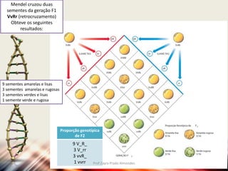 Mendel cruzou duas
sementes da geração F1
VvRr (retrocruzamento)
Obteve os seguintes
resultados:
9 sementes amarelas e lisas
3 sementes amarelas e rugosas
3 sementes verdes e lisas
1 semente verde e rugosa
Proporção genotípica
de F2
9 V_R_
3 V_rr
3 vvR_
1 vvrr Prof Zayra Prado Almondes
 