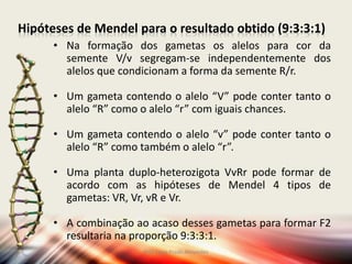 Hipóteses de Mendel para o resultado obtido (9:3:3:1)
• Na formação dos gametas os alelos para cor da
semente V/v segregam-se independentemente dos
alelos que condicionam a forma da semente R/r.
• Um gameta contendo o alelo “V” pode conter tanto o
alelo “R” como o alelo “r” com iguais chances.
• Um gameta contendo o alelo “v” pode conter tanto o
alelo “R” como também o alelo “r”.
• Uma planta duplo-heterozigota VvRr pode formar de
acordo com as hipóteses de Mendel 4 tipos de
gametas: VR, Vr, vR e Vr.
• A combinação ao acaso desses gametas para formar F2
resultaria na proporção 9:3:3:1.
Prof Zayra Prado Almondes
 