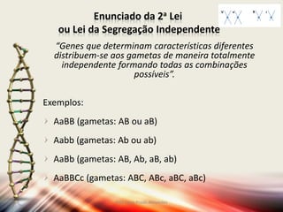 Enunciado da 2a Lei
ou Lei da Segregação Independente
“Genes que determinam características diferentes
distribuem-se aos gametas de maneira totalmente
independente formando todas as combinações
possíveis”.
Exemplos:
AaBB (gametas: AB ou aB)
Aabb (gametas: Ab ou ab)
AaBb (gametas: AB, Ab, aB, ab)
AaBBCc (gametas: ABC, ABc, aBC, aBc)
Prof Zayra Prado Almondes
 