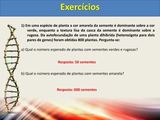 1) Em uma espécie de planta a cor amarela da semente é dominante sobre a cor
verde, enquanto a textura lisa da casca da semente é dominante sobre a
rugosa. Da autofecundação de uma planta dihíbrida (heterozigota para dois
pares de genes) foram obtidas 800 plantas. Pergunta-se:
a) Qual o número esperado de plantas com sementes verdes e rugosas?
b) Qual o número esperado de plantas com sementes amarela?
Exercícios
Resposta: 50 sementes
Resposta: 600 sementes
Prof Zayra Prado Almondes
 
