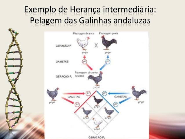 Resultado de imagem para HERANCA INTERMEDIÃRIA