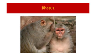 Rhesus
Prof Zayra Prado Almondes
 