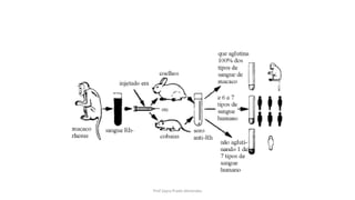 Prof Zayra Prado Almondes
 