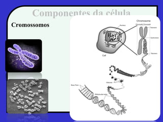 Componentes da célula
Cromossomos
 