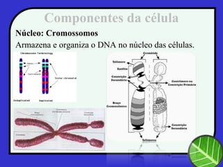 Componentes da célula
Núcleo: Cromossomos
Armazena e organiza o DNA no núcleo das células.
 