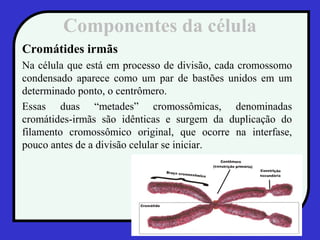 Componentes da célula
Cromátides irmãs
Na célula que está em processo de divisão, cada cromossomo
condensado aparece como um par de bastões unidos em um
determinado ponto, o centrômero.
Essas duas “metades” cromossômicas, denominadas
cromátides-irmãs são idênticas e surgem da duplicação do
filamento cromossômico original, que ocorre na interfase,
pouco antes de a divisão celular se iniciar.
 