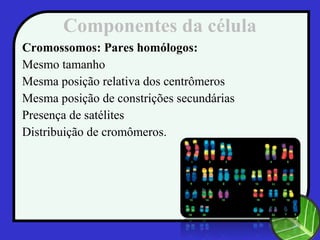 Componentes da célula
Cromossomos: Pares homólogos:
Mesmo tamanho
Mesma posição relativa dos centrômeros
Mesma posição de constrições secundárias
Presença de satélites
Distribuição de cromômeros.
 