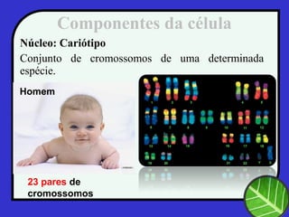 Componentes da célula
Núcleo: Cariótipo
Conjunto de cromossomos de uma determinada
espécie.
23 pares de
cromossomos
Homem
 