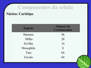 Componentes da célula
Núcleo: Cariótipo
Espécie
Número de
Cromossomos
Humana 46
Milho 20
Ervilha 14
Drosophila 8
Tatu 64
Cavalo 64
 