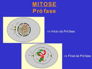 MITOSE
Pró fase
⇒ Início da Pró fase
⇒ Final da Pró fase
 