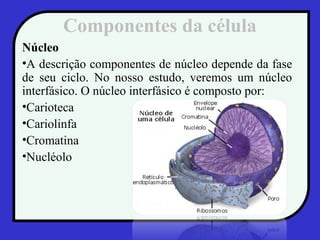 Componentes da célula
Núcleo
•A descrição componentes de núcleo depende da fase
de seu ciclo. No nosso estudo, veremos um núcleo
interfásico. O núcleo interfásico é composto por:
•Carioteca
•Cariolinfa
•Cromatina
•Nucléolo
 