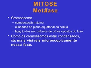 MITOSE
Metáfase
• Cromossomo
– compactaç ão máxima
– alinhados no plano equatorial da célula
– ligaç ão dos microtúbulos de pó los opostos do fuso
• Como os cromossomos estão condensados,
são mais visíveis microscopicamente
nessa fase.
 