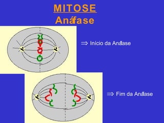 MITOSE
Anáfase
⇒ Início da Anáfase
⇒ Fim da Anáfase
 