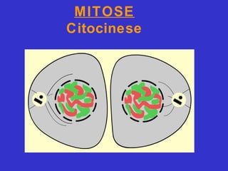 MITOSE
Citocinese
 