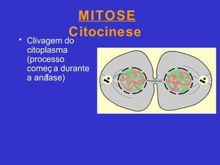 MITOSE
Citocinese• Clivagem do
citoplasma
(processo
começ a durante
a anáfase)
 