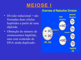 MEIOSE I
• Divisão reducional = são
formadas duas células
haplóides a partir de uma
diploide.
• Obtenção do número de
cromossomos haplóide,
mas com conteúdo de
DNA ainda duplicado.
 