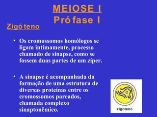 MEIOSE I
Pró fase I
• Os cromossomos homólogos se
ligam intimamente, processo
chamado de sinapse, como se
fossem duas partes de um zíper.
• A sinapse é acompanhada da
formação de uma estrutura de
diversas proteínas entre os
cromossomos pareados,
chamada complexo
sinaptonêmico.
Zigó teno
 