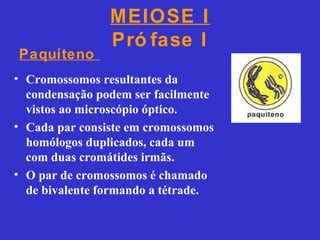 MEIOSE I
Pró fase I
• Cromossomos resultantes da
condensação podem ser facilmente
vistos ao microscópio óptico.
• Cada par consiste em cromossomos
homólogos duplicados, cada um
com duas cromátides irmãs.
• O par de cromossomos é chamado
de bivalente formando a tétrade.
Paquíteno
 
