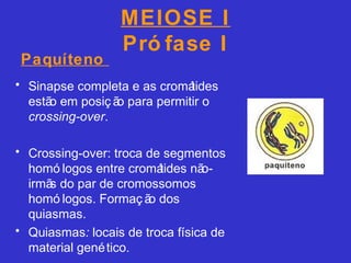 MEIOSE I
Pró fase I
• Sinapse completa e as cromátides
estão em posiç ão para permitir o
crossing-over.
• Crossing-over: troca de segmentos
homó logos entre cromátides não-
irmãs do par de cromossomos
homó logos. Formaç ão dos
quiasmas.
• Quiasmas: locais de troca física de
material genético.
Paquíteno
 