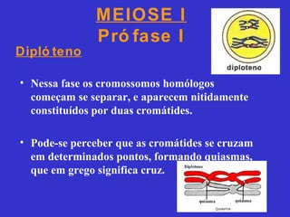 MEIOSE I
Pró fase I
• Nessa fase os cromossomos homólogos
começam se separar, e aparecem nitidamente
constituídos por duas cromátides.
• Pode-se perceber que as cromátides se cruzam
em determinados pontos, formando quiasmas,
que em grego significa cruz.
Dipló teno
 