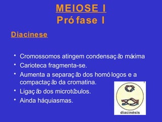 MEIOSE I
Pró fase I
• Cromossomos atingem condensaç ão máxima
• Carioteca fragmenta-se.
• Aumenta a separaç ão dos homó logos e a
compactaç ão da cromatina.
• Ligaç ão dos microtúbulos.
• Ainda háquiasmas.
Diacinese
 