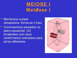 MEIOSE I
Metáfase I
• Membrana nuclear
desaparece; forma-se o fuso.
• Cromossomos pareados no
plano equatorial (23
bivalentes) com seus
centrô meros orientados para
pó los diferentes.
 
