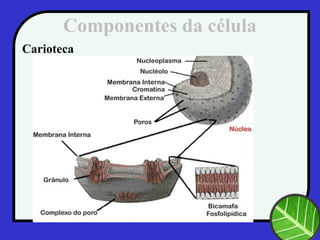 Componentes da célula
Carioteca
 