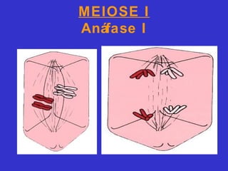 MEIOSE I
Anáfase I
 