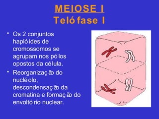 MEIOSE I
Teló fase I
• Os 2 conjuntos
hapló ides de
cromossomos se
agrupam nos pó los
opostos da célula.
• Reorganizaç ão do
nucléolo,
descondensaç ão da
cromatina e formaç ão do
envoltó rio nuclear.
 