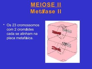 MEIOSE II
Metáfase II
• Os 23 cromossomos
com 2 cromátides
cada se alinham na
placa metafásica.
 