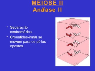MEIOSE II
Anáfase II
• Separaç ão
centromérica.
• Cromátides-irmãs se
movem para os pó los
opostos.
 