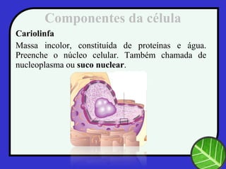 Componentes da célula
Cariolinfa
Massa incolor, constituída de proteínas e água.
Preenche o núcleo celular. Também chamada de
nucleoplasma ou suco nuclear.
 