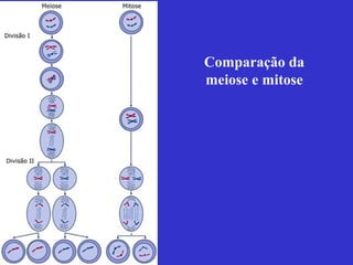Comparação da
meiose e mitose
 