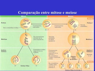 Comparação entre mitose e meiose
 