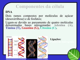 Componentes da célula
DNA
Dois ramos compostos por moléculas de açúcar
(desoxirribose) e de fosfatos;
Ligam-se devido ao pareamento de quatro moléculas
denominadas bases nitrogenadas: Adenina (A),
Timina (T), Guanina (G), Citosina (C).
Ligações:
Pontes de hidrogênio
 