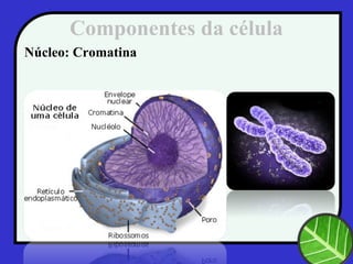 Componentes da célula
Núcleo: Cromatina
 