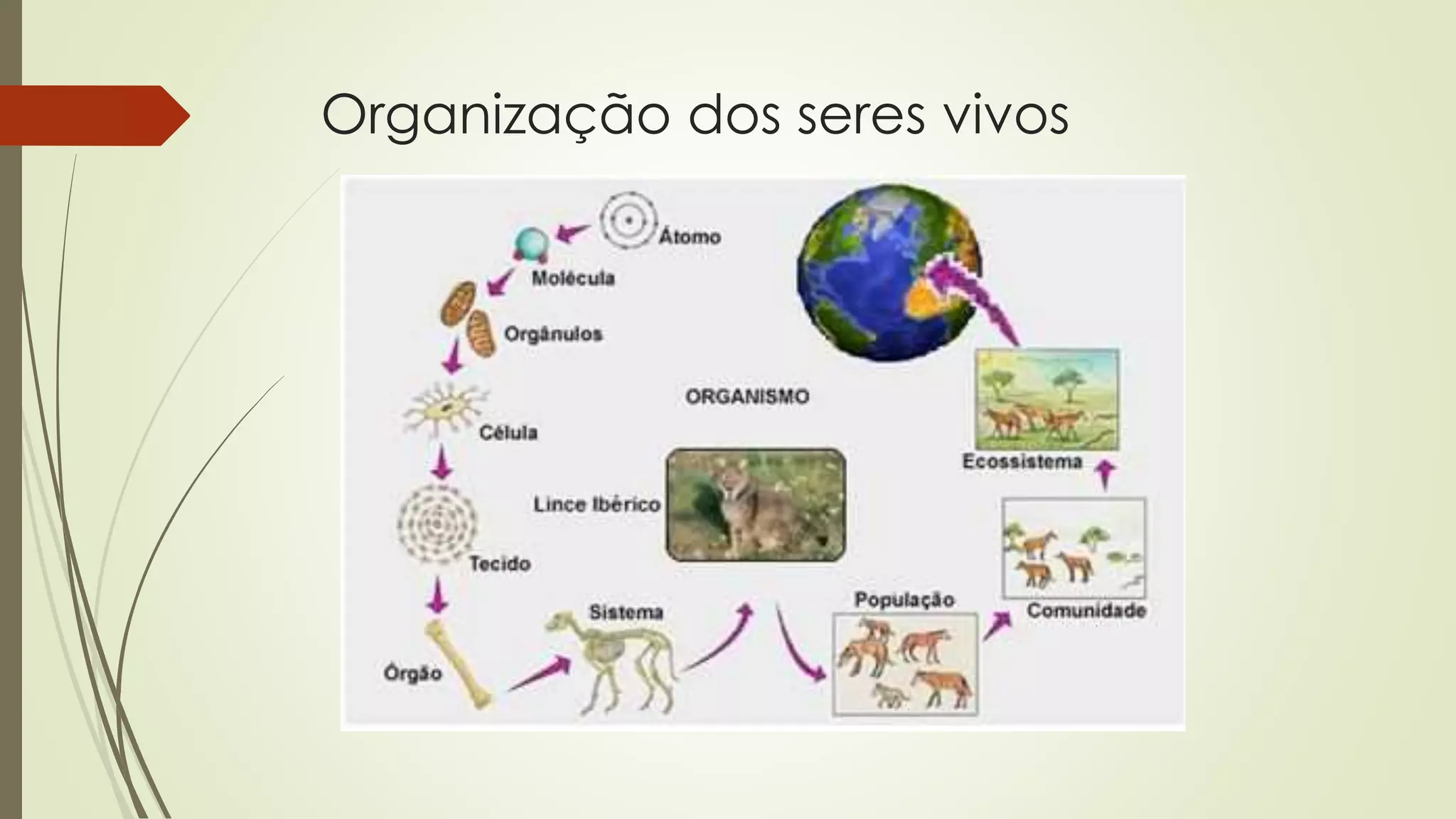 Frente 1 modulo 1 organizacao dos seres vivos | PPT