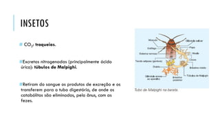 INSETOS 
#CO2:traqueias. 
#Excretas nitrogenadas (principalmente ácido úrico): túbulos de Malpighi. 
#Retiramdo sangue os produtos de excreção e os transferem para o tubo digestório, de onde os catabólitossão eliminados, pelo ânus, com as fezes.  