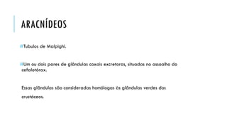 ARACNÍDEOS 
#Tubulosde Malpighi. 
#Um ou dois pares de glândulas coxaisexcretoras, situadas no assoalho do cefalotórax. 
Essas glândulas são consideradas homólogas às glândulas verdes dos 
crustáceos.  