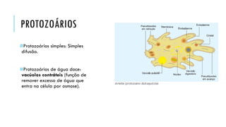 PROTOZOÁRIOS 
#Protozoáriossimples: Simples difusão. 
#Protozoáriosde águadoce: vacúolos contráteis(função de removerexcesso de água que entra na célulapor osmose).  