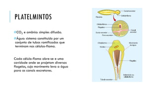 PLATELMINTOS 
#CO2e amônia: simples difusão. 
#Água: sistema constituído por um conjunto de tubos ramificados que terminam nas células-flama. 
Cada célula-flama abre-se e uma cavidade onde se projetam diversos flagelos, cujo movimento leva a água para os canais excretores.  