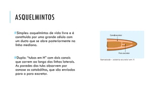 ASQUELMINTOS 
#Simples: asquelmintosde vida livre e é constituído por uma grande célula com um ducto que se abre posteriormente na linha mediana. 
#Duplo: “tubos em H” com dois canais que correm ao longo das linhas laterais. As paredes dos tubsabsorvem por osmose os catabólitos, que são enviados para o poro excretor.  