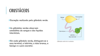 CRUSTÁCEOS 
#Excreçãorealizadapelaglândulaverde. 
#As glândulas verdes absorvem catabólitosdo sangue e dos líquidos intersticiais. 
#Em cada glândula verde, distinguem-se o saco terminal, o labirinto, o tubo branco, a bexiga e o poro excretor.  