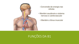 FUNÇÕES DA B1
 