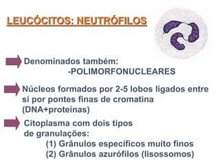 LEUCÓCITOS: NEUTRÓFILOS
Denominados também:
-POLIMORFONUCLEARES
Núcleos formados por 2-5 lobos ligados entre
si por pontes finas de cromatina
(DNA+proteínas)
Citoplasma com dois tipos
de granulações:
(1) Grânulos específicos muito finos
(2) Grânulos azurófilos (lisossomos)
 