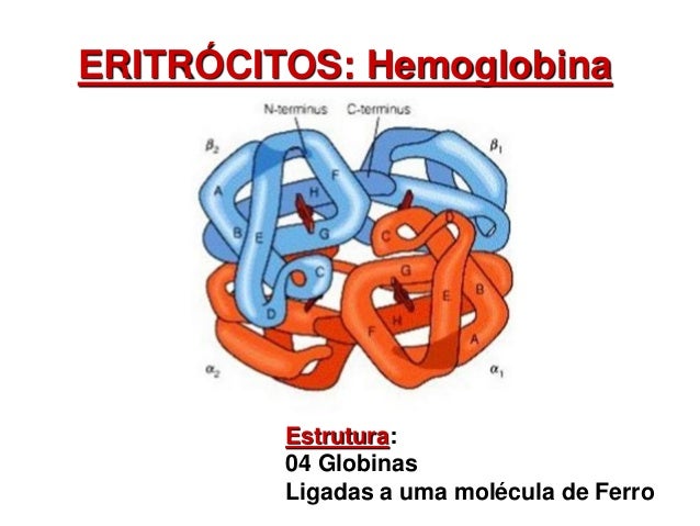 Resultado de imagem para estrutura do eritrocito